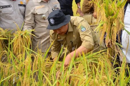 Mia Gayatri, S.E, hadiri Panen Raya Padi Kelompok Tani Jaya Abadi Tanjung Baik Budi